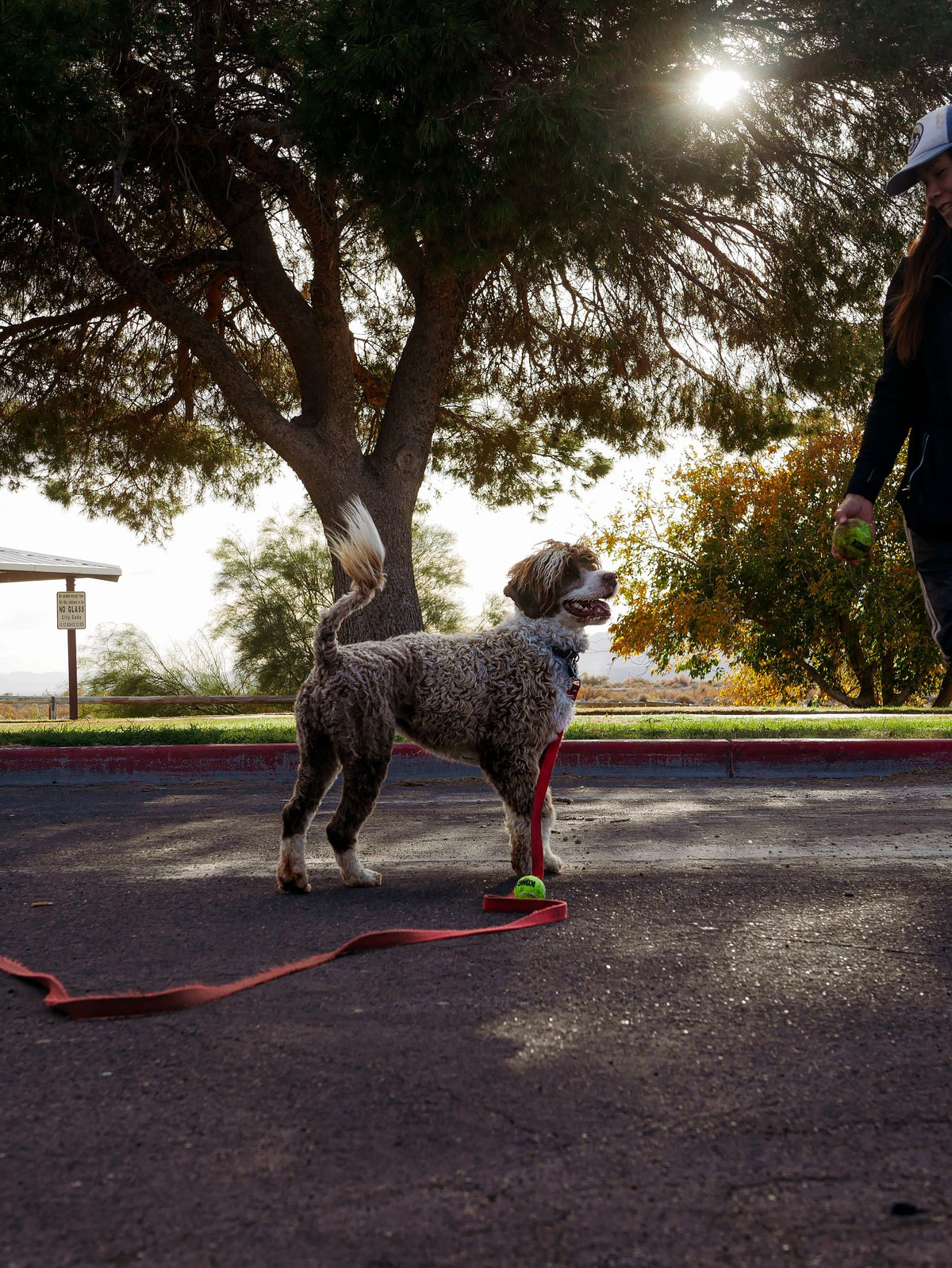 Chien tenu en laisse se promenant avec ses accessoires SAWAH