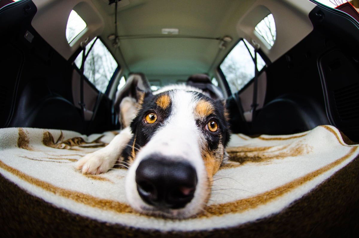Chien confortablement installé sur la banquette arrière protégée d'une voiture