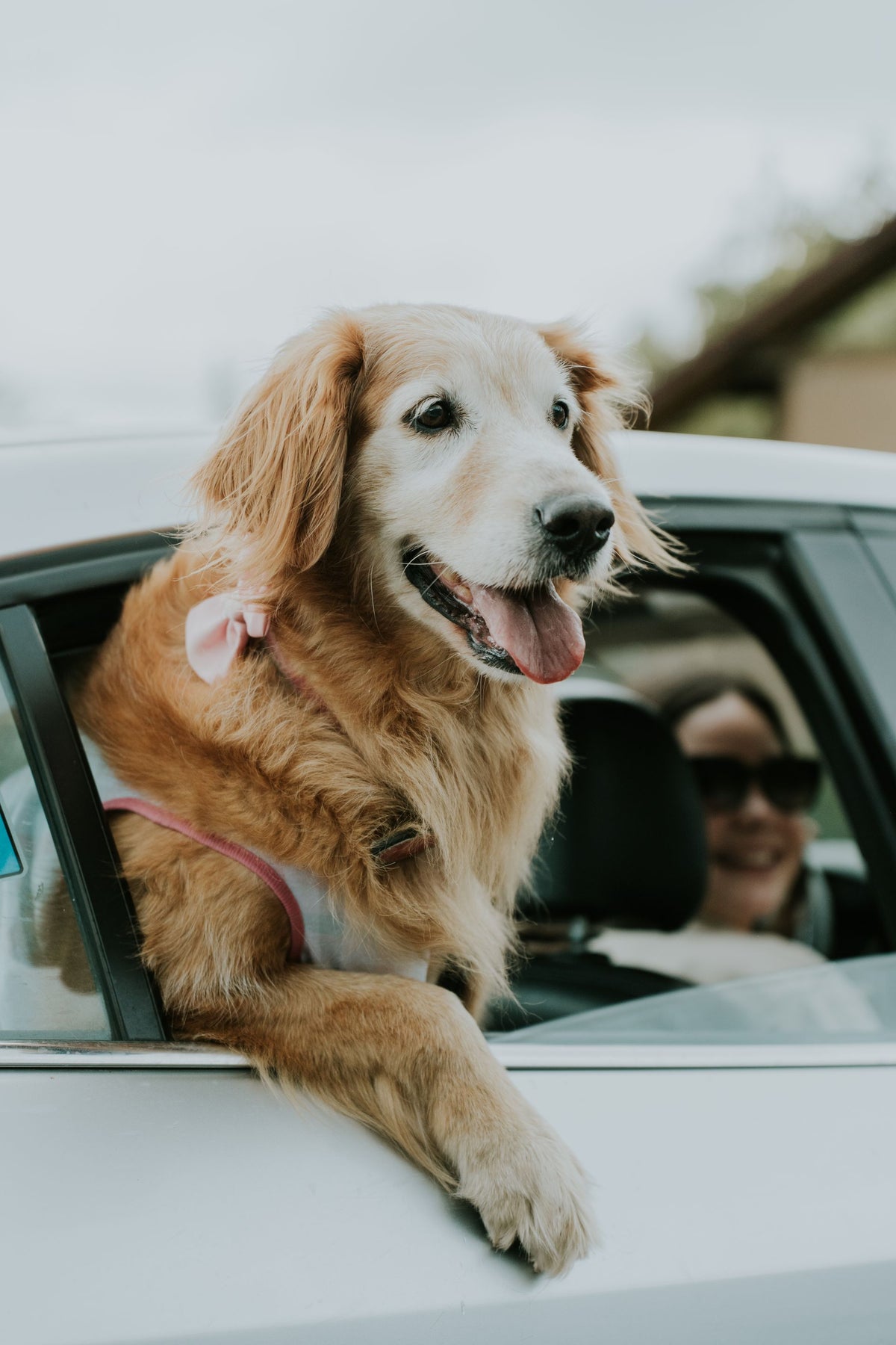 Chien heureux voyageant en voiture avec les accessoires SAWAH